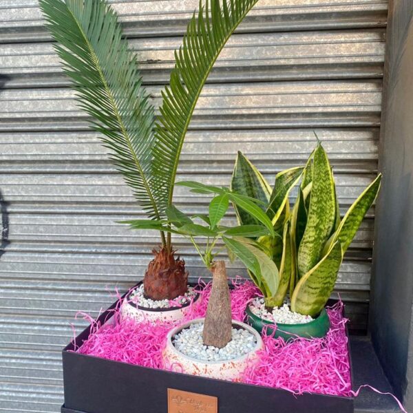 Trio de Plantas Premium en Box