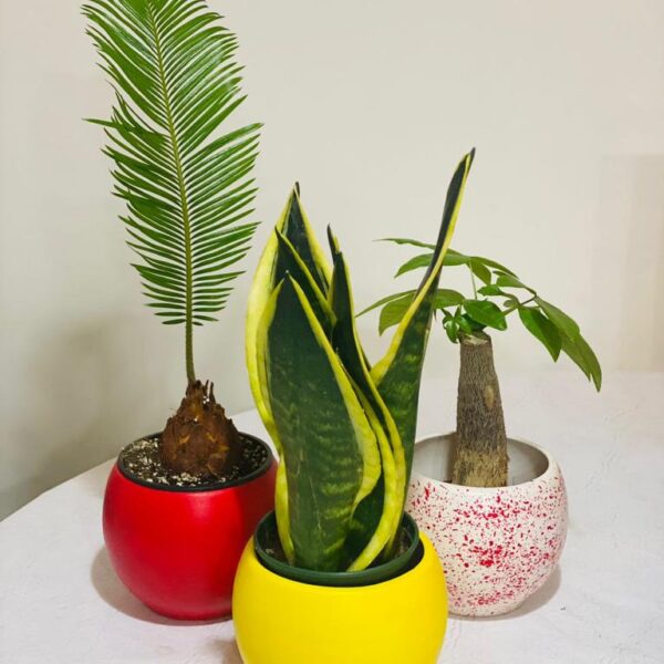Trio Baby Deluxe
