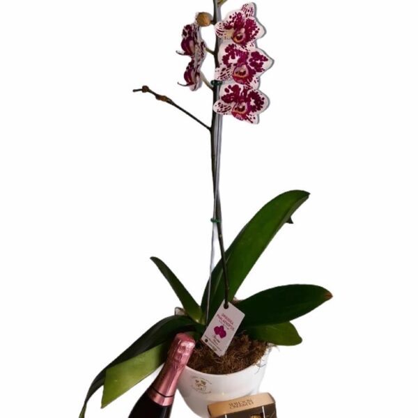 Orquidea Phalaenopsis + Bombones + Chandon Rose 187 ml