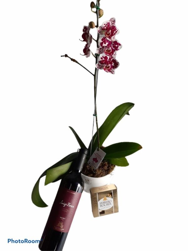 Planta de Orquidea + Luigi Bosca 750 ml + Bombones