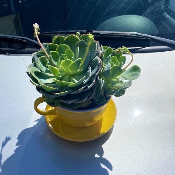 Suculentas en Taza de ceramica