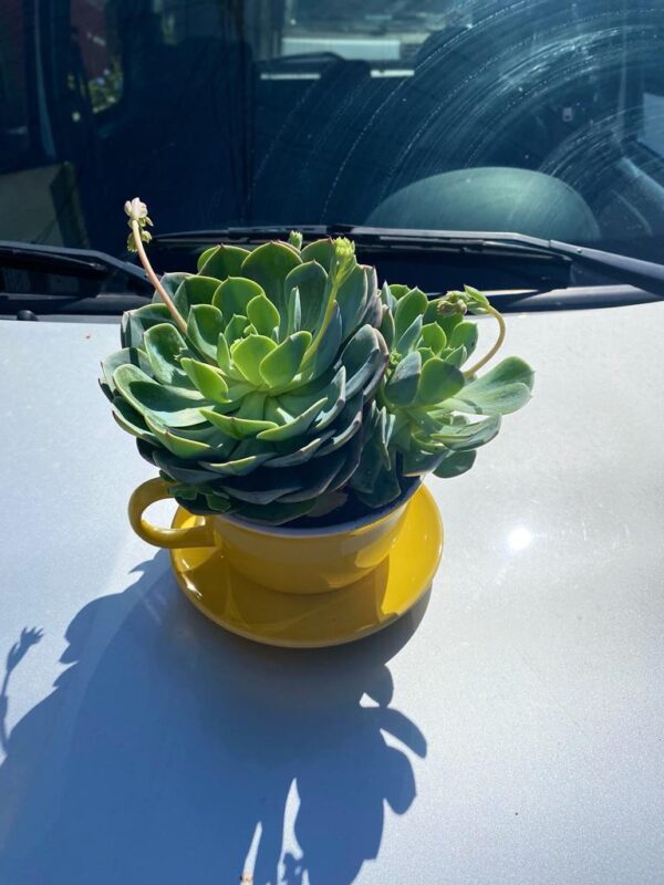 Suculentas en Taza de ceramica