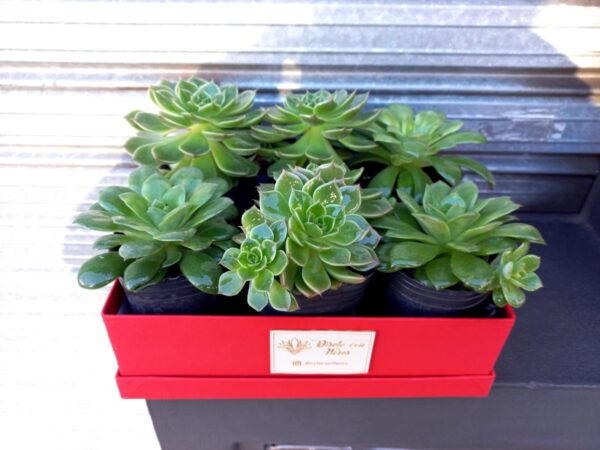 Box de Suculentas