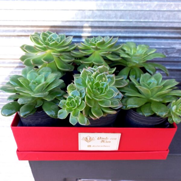 Box de Suculentas