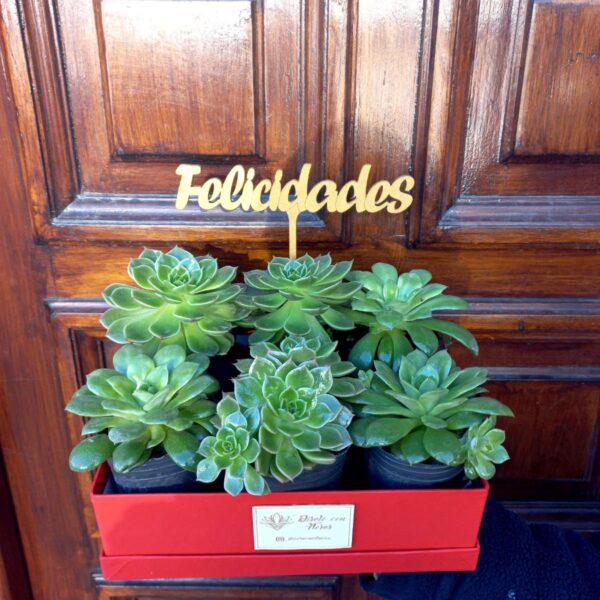 Box de Suculentas - Inauguracion