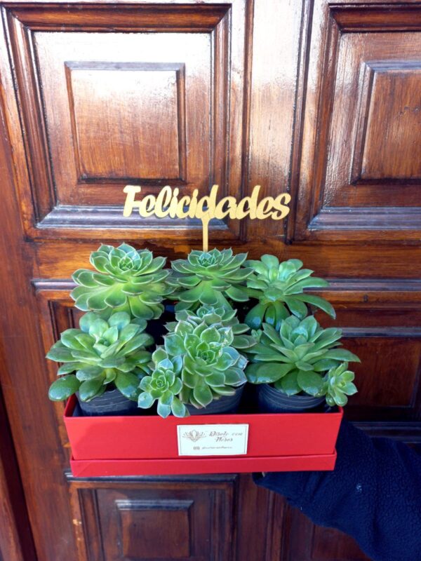 Box de Suculentas - Inauguracion