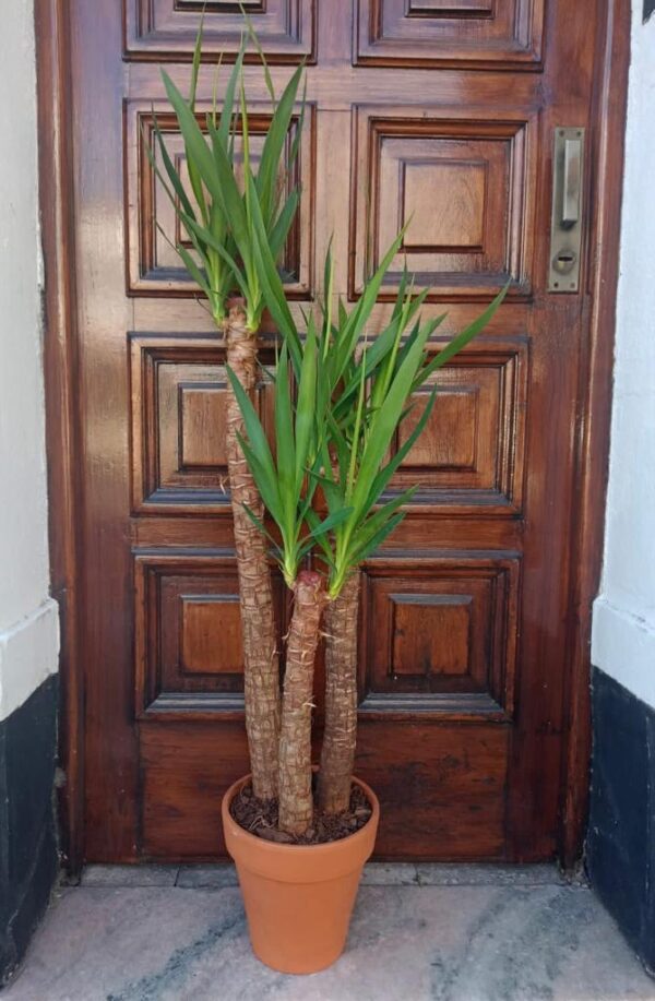 Yuca - Planta de Interior