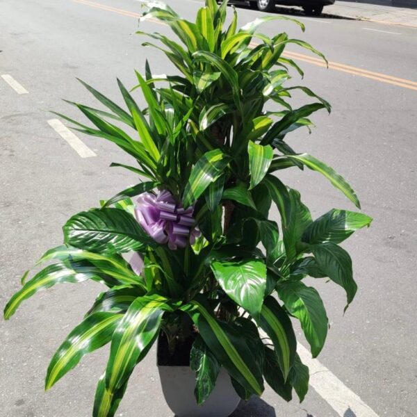 Conjunto de Plantas Gold
