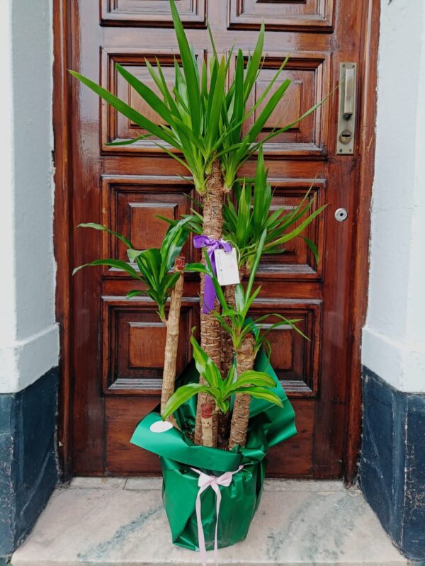 Conjunto Yuca y Palo de Agua