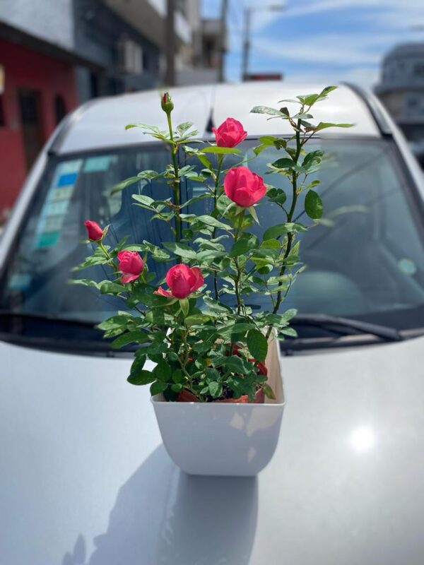 Rosal