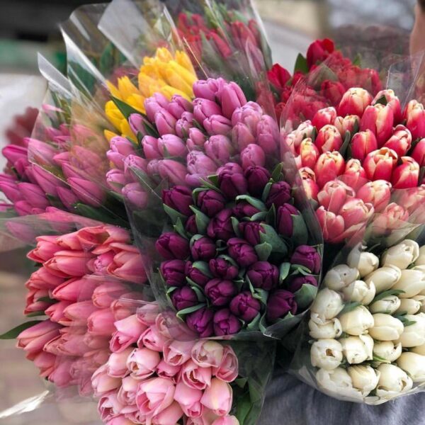 Tulipanes