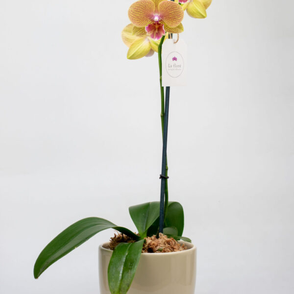 Orquidea Amarilla Phaleanopsis