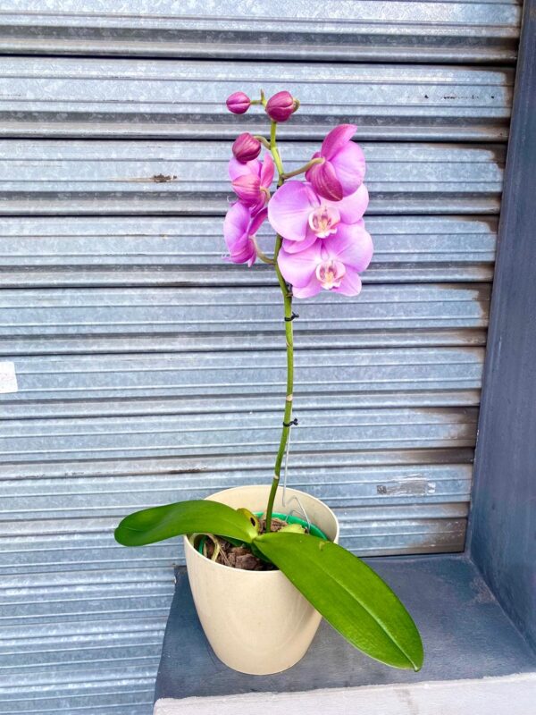Orquidea Lila Phaleanopsis