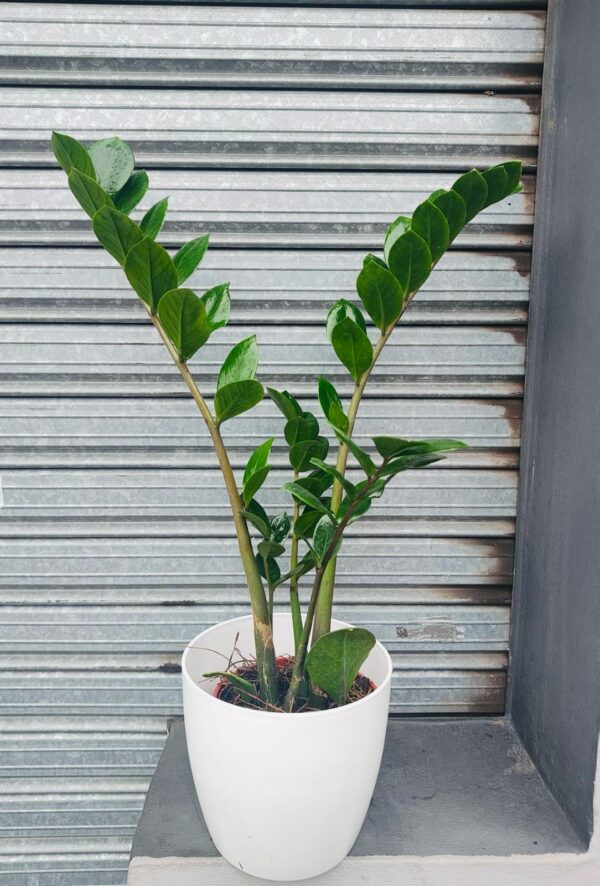 Planta Zamioculca