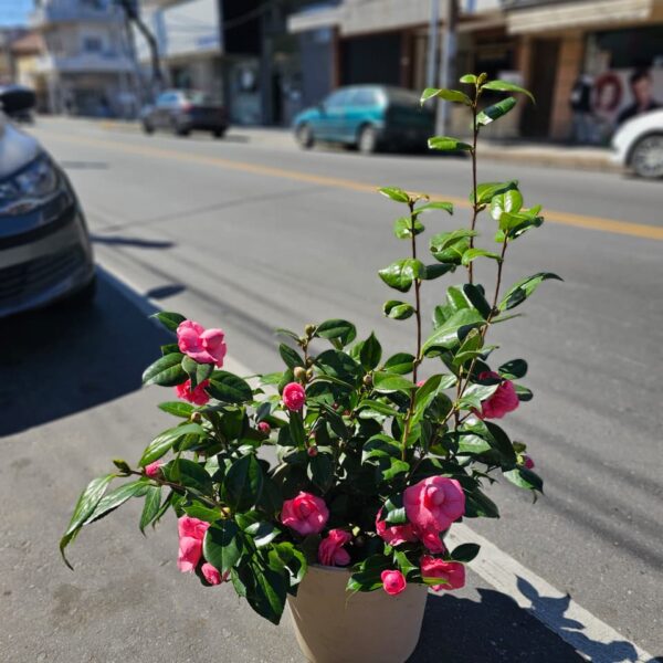 Planta de Camelias Rosadas