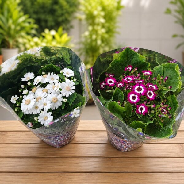 Cinerarias c/u