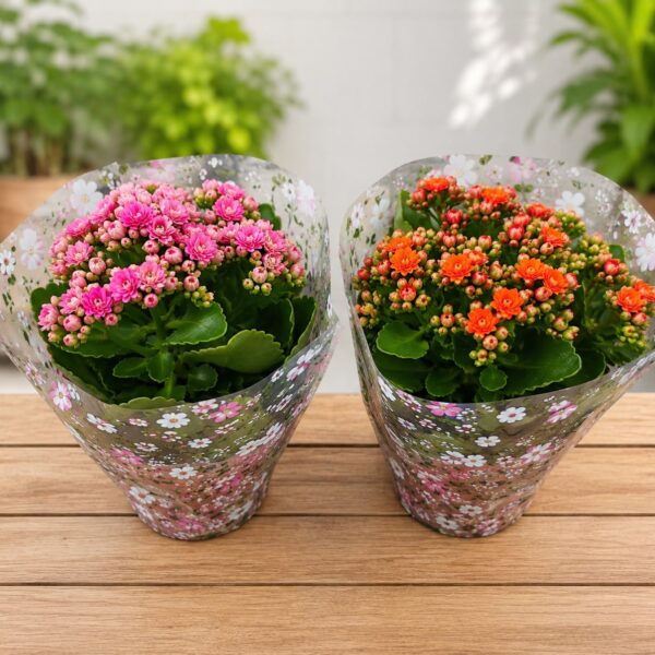Kalanchoes c/u