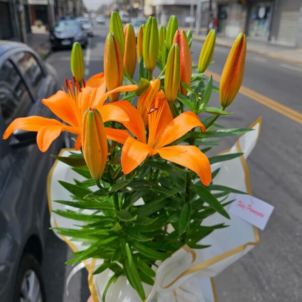 Planta de Lilium Multiflor